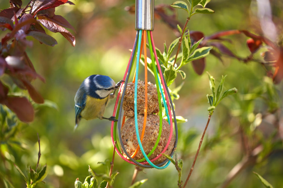 Bird food hangs on a tree, where birds can be found even in spring.