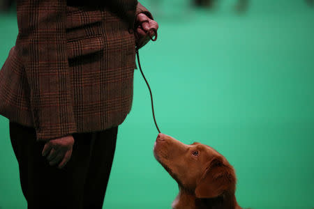 A Nova Scotia Duck Tolling Retriever is judged during the first day of the Crufts Dog Show in Birmingham, Britain, March 7, 2019. REUTERS/Hannah McKay