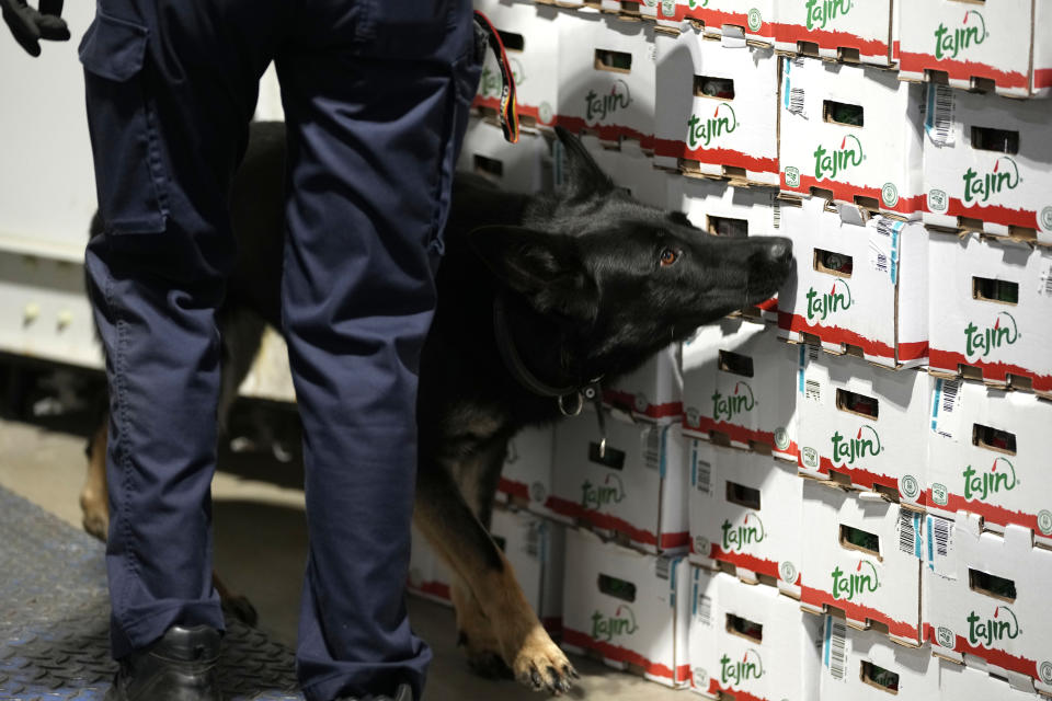 FILE - A customs agent works with a drug sniffer dog in the Port of Antwerp on Wednesday, Aug. 17, 2022. Customs seized another record amount of cocaine in the port of Antwerp in 2023, with 116 tons intercepted, Belgian authorities said on Wednesday. (AP Photo/Virginia Mayo, File)