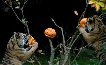 <p>Achilles and Karis, Sumatran tigers, eat pumpkins at a Halloween event at ZSL London Zoo, London, Britain, Oct.26, 2017. (Photo: Mary Turner/Reuters) </p>