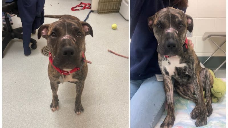 Do you know me? Boston Animal Control searching for owner of stray pit bull mix.