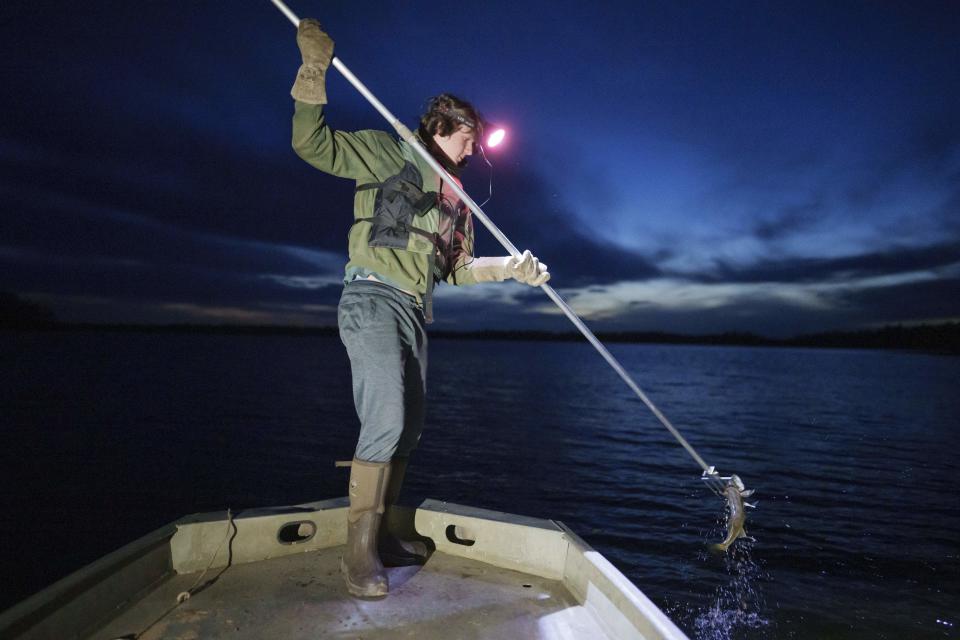 Gabe Bisonette spears a walleye by headlamp on the Chippewa Flowage on Monday, April 15, 2024, near Hayward, Wis. (AP Photo/John Locher)