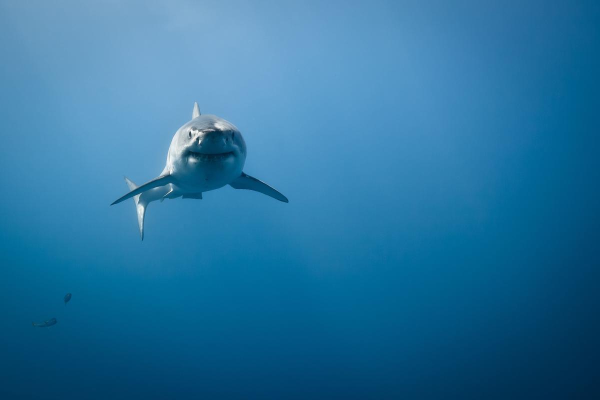 WATCH Giant Great White Sharks Are Gathering off the Outer Banks