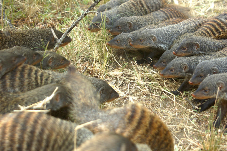 In this August 2013 photo provided by the Banded Mongoose Research Project in November 2020, banded mongooses form battle lines in Queen Elizabeth National Park, Uganda. When families of banded mongooses prepare to fight, they form battle lines. Each clan of about 20 animals stands nose to nose, their ears flattened back, as they stare down the enemy. A scrubby savannah separates them, until the first animals run forward. (Harry Marshall/Banded Mongoose Research Project via AP)