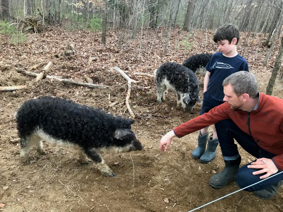 Conor Guptill and his son, Lewis, play with the Magalitsa pigs at Hackmatack Farm.