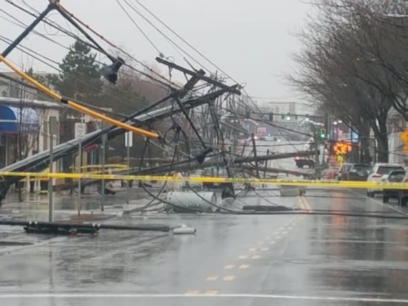 tree in fairfax VA 3/2/2018