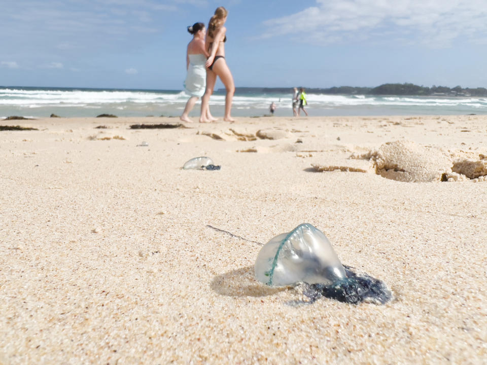 Face à la présence accrue de méduses dans les mers françaises, il existe quelques solutions pour se protéger (Getty Images)