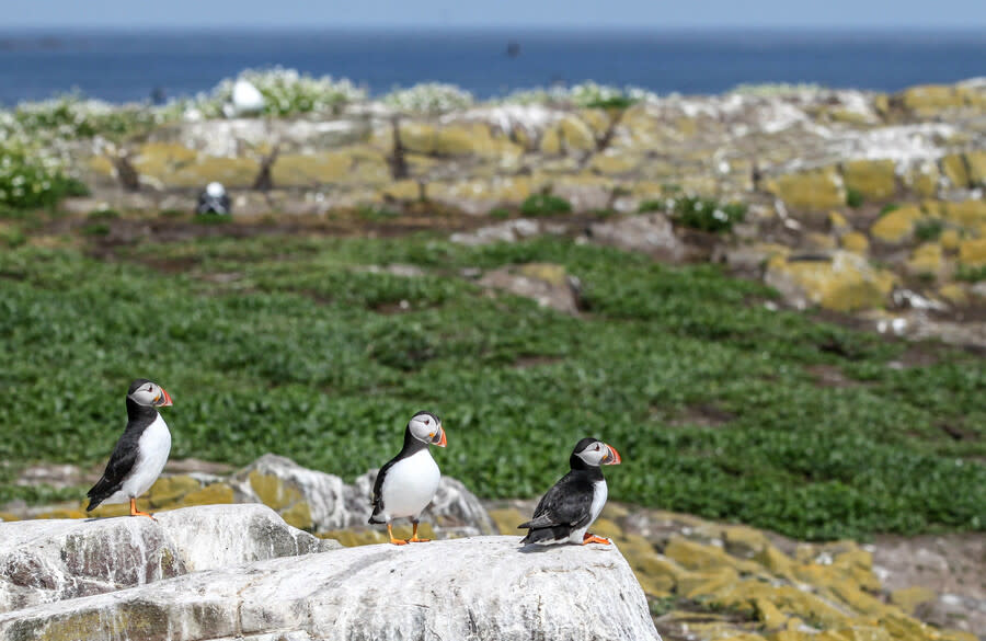 最新研究表示，驅趕島嶼的外來種，能促進88%的生物多樣性。（Photo by Martyn Smith  on Flickr under C.C. License）