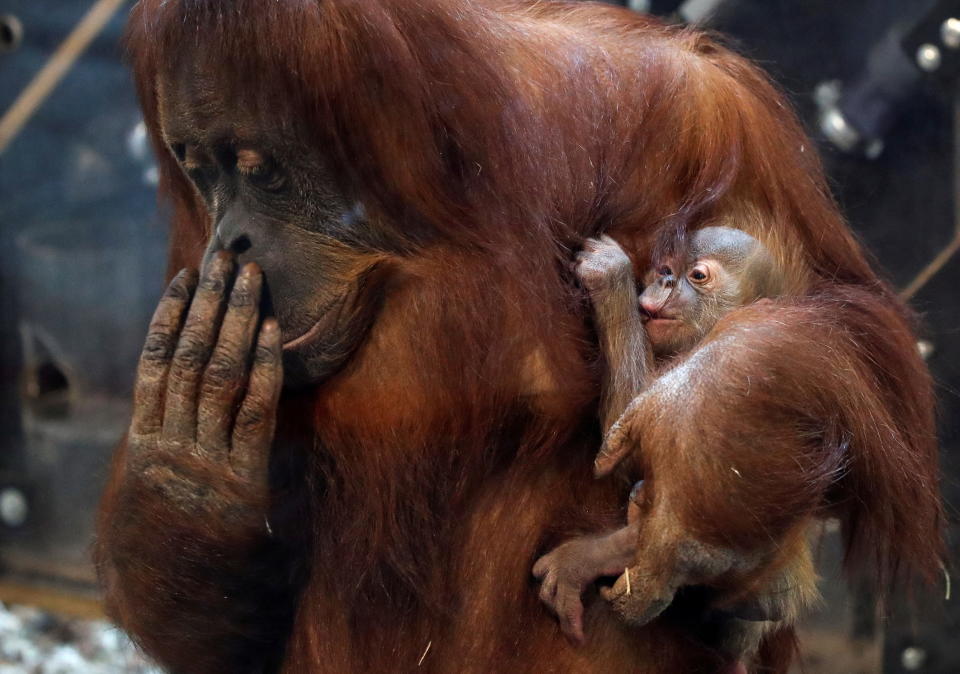 比利時的動物園，近日誕生了蘇門答臘猩猩Mathai，寶寶Mathai緊緊抱著媽媽Sari，模樣超級可愛。圖片來源：REUTERS。