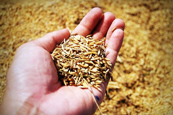 是什麼原因米分成​白米、胚芽米、糙米呢？