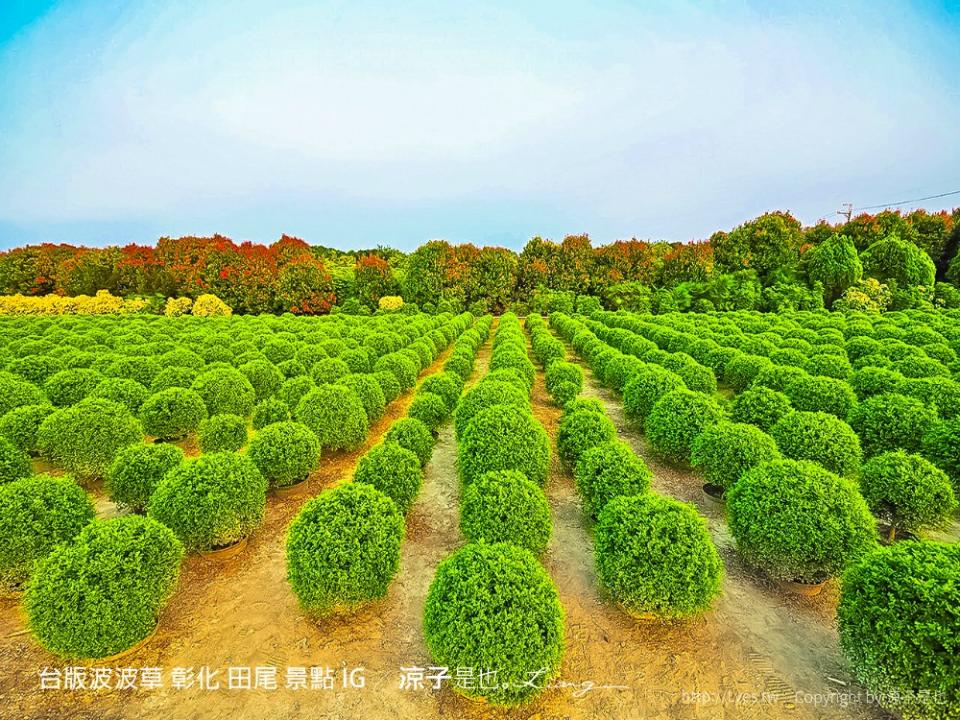 台版波波草