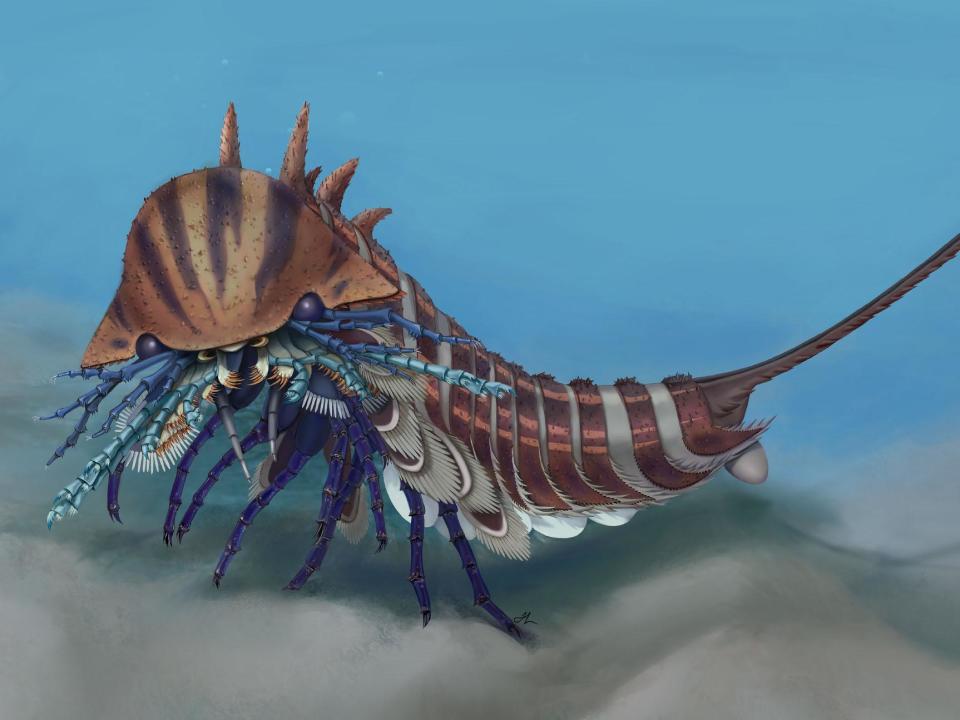 ‘Exceptionally fierce’ scorpion-like creature lived 508 million years ago, scientists say