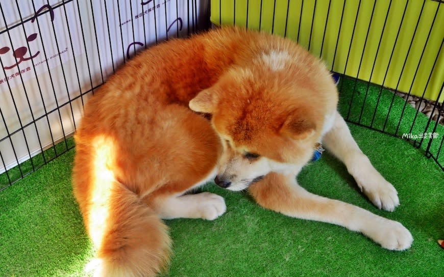 日本秋田｜秋田犬會館