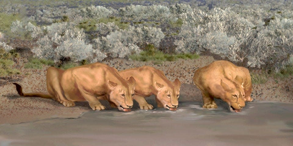 Three lions crouch drinking from a pond in an artist's rendering