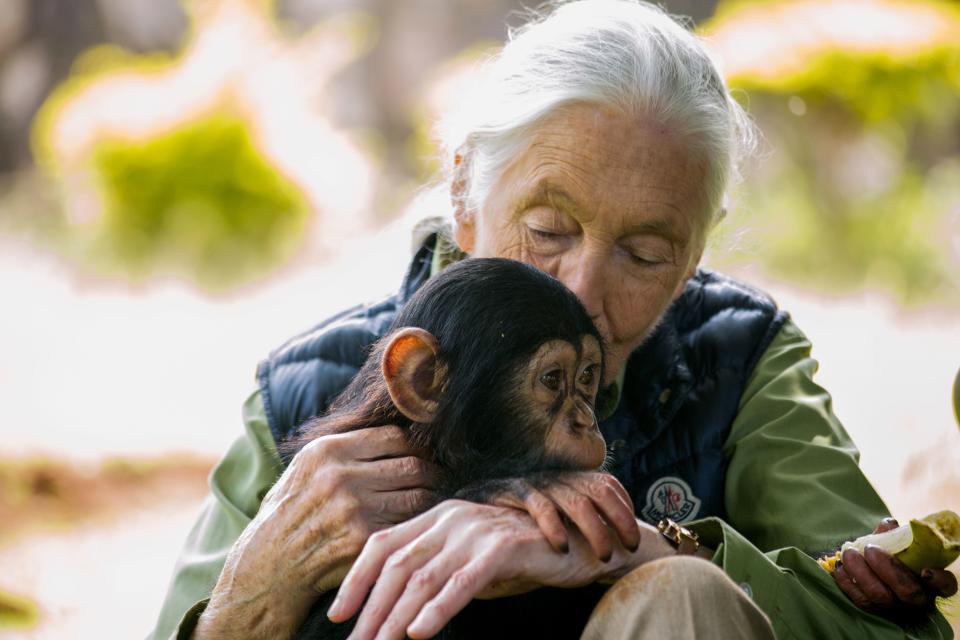 Jane Goodall visita el Uganda Wildlife Education Centre en Entebbe, Uganda. Foto: Sumy Sadurni/AFP/Getty Images