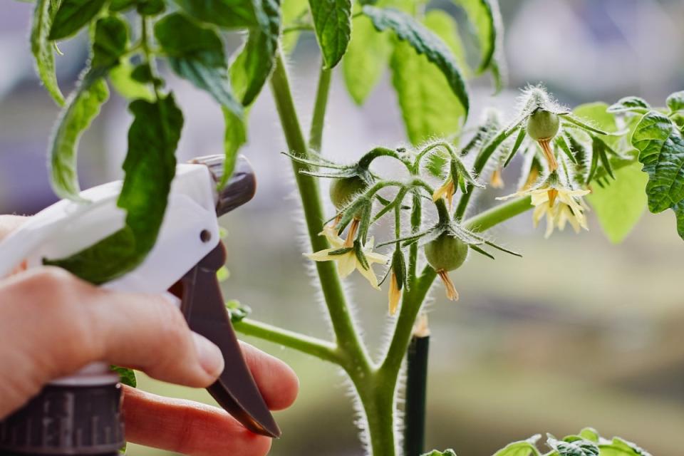 Spraying a young tomato plant.