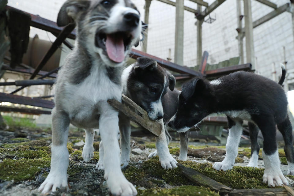 Stray puppies play in an abandoned, partially-completed cooling tower inside the exclusion zone at the Chernobyl nuclear power plant on August 18, 2017. (Photo: Sean Gallup via Getty Images)