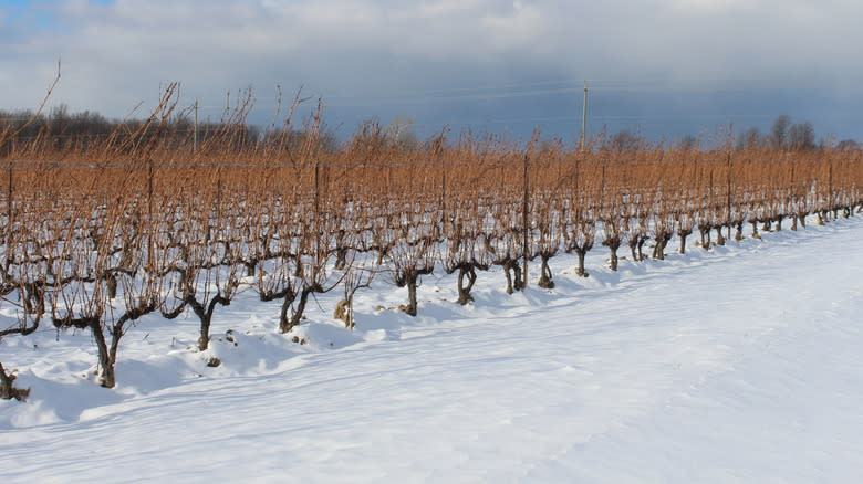 Canadian icewine vineyard