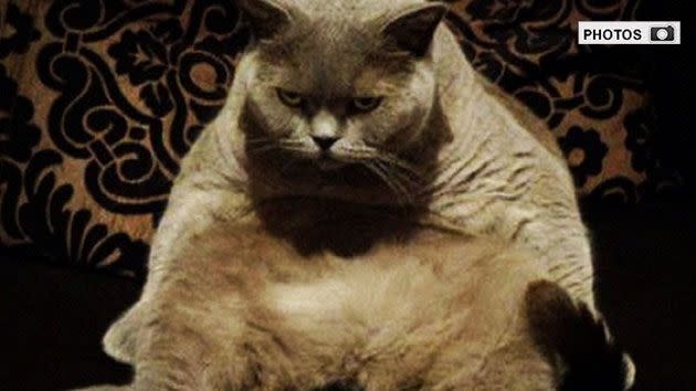 George- The cat to rival 'Grumpy Cat'