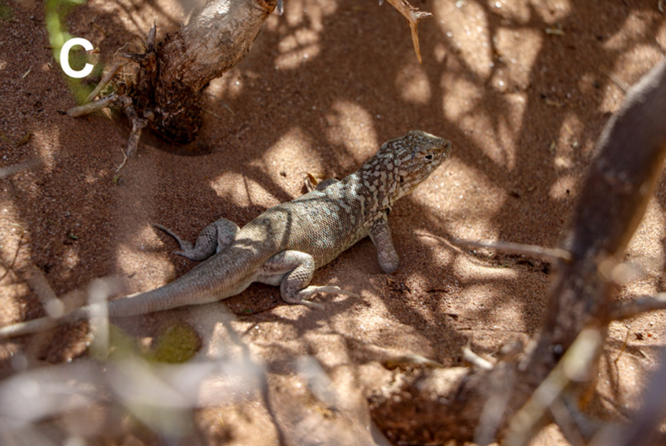 Una iguana Liolaemus kulinko, o Aguada Pichana, escondida bajo un arbusto.