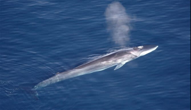 Japanese commercial whalers fin whale