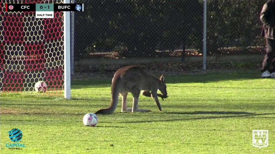 A kangaroo invades the pitch during a soccer match between Canberra FC and Belconnen United in Canberra (REUTERS)