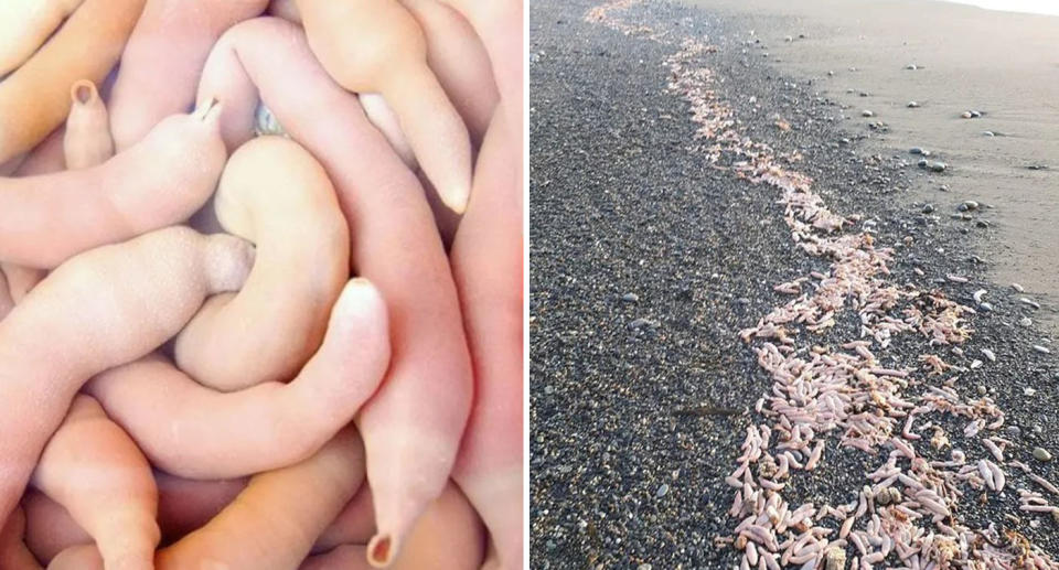 Thousands of 'penis fish' or Urechis Unicinctus on beach in Argentina. 