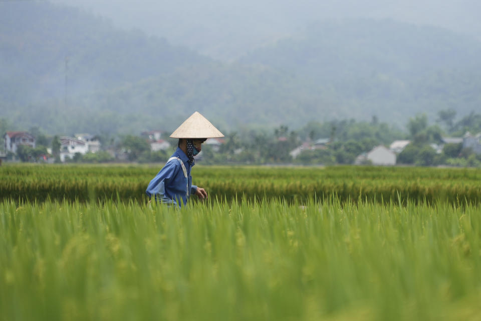 A woman walks in a rice field, once a battlefield, in Dien Bien Phu, Vietnam on Monday, May 6, 2024. Vietnam is celebrating the 70th anniversary of the battle of Dien Bien Phu, where the French army was defeated by Vietnamese troops, ending the French colonial rule in Vietnam. (AP Photo/Hau Dinh)