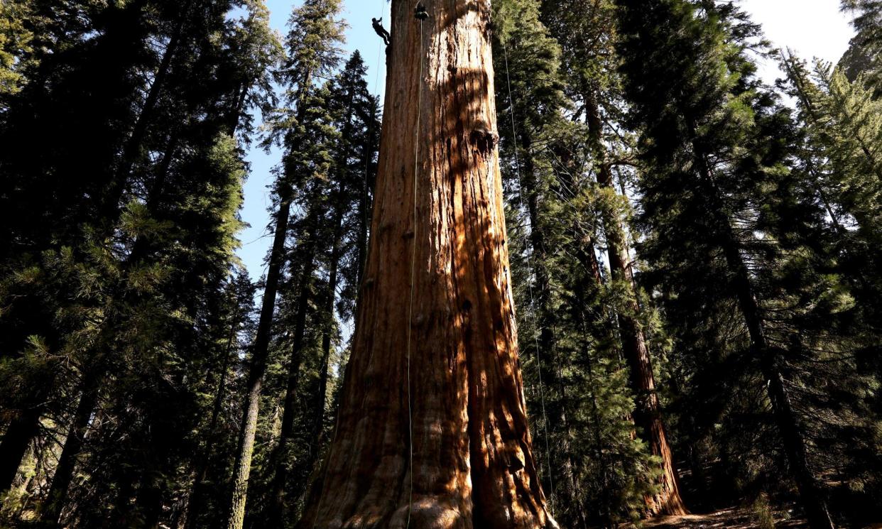 <span>Rooted in time … the General Sherman tree, Sequoia National Park, California.<br></span><span>Photograph: Genaro Molina/Los Angeles Times/Getty Images</span>