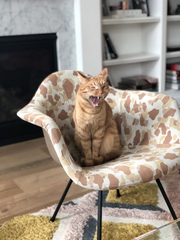 Caught him mid yawn! <p>EveVawter</p>