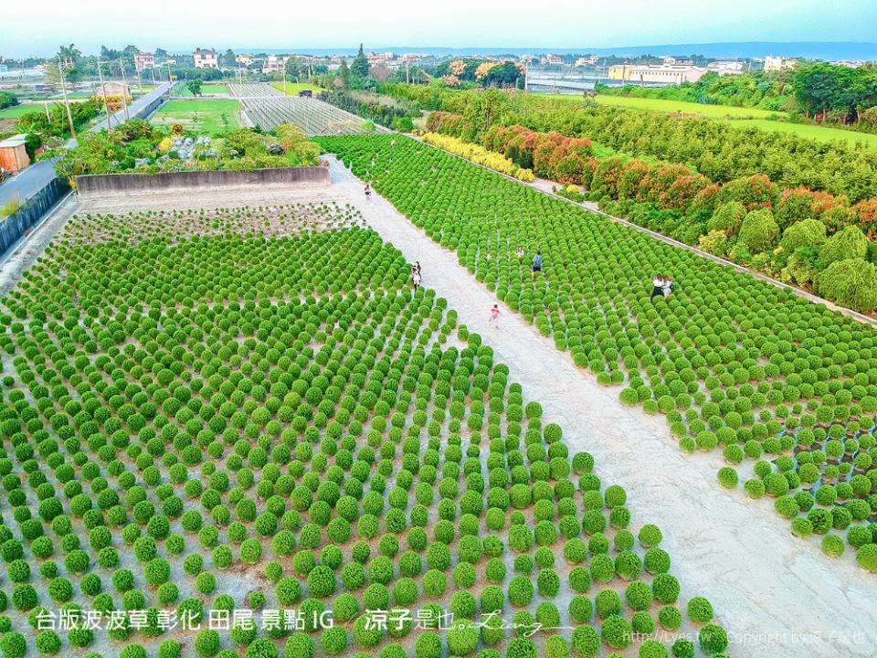 台版波波草