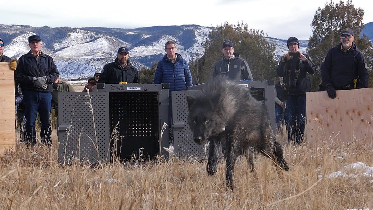  Five gray wolves were released in an effort to create a self-sustaining wolf population in the state. 