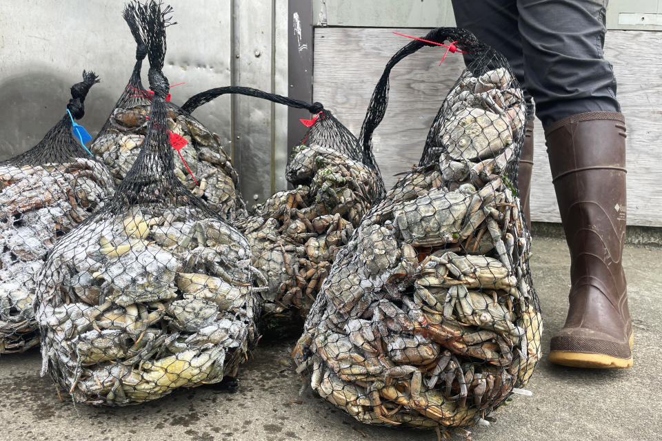 Bags of green crabs that were collected from Washington state’s ocean shore. (Courtesy Washington Sea Grant)