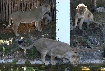 Asiatic lions stand by a measuring ruler during the annual weight-in at London Zoo in London, Britain August 24, 2016. REUTERS/Neil Hall