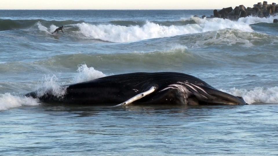 A whale washes ashore in Manasquan on Monday, Feb. 13, 2023.