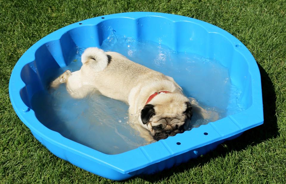 A dog cools down after a dog race on July 6, 2014 in Munich. Several hundred dogs of breed "Pug" replace the second Munich Mopsrennen and run a 50-meter course in competition.