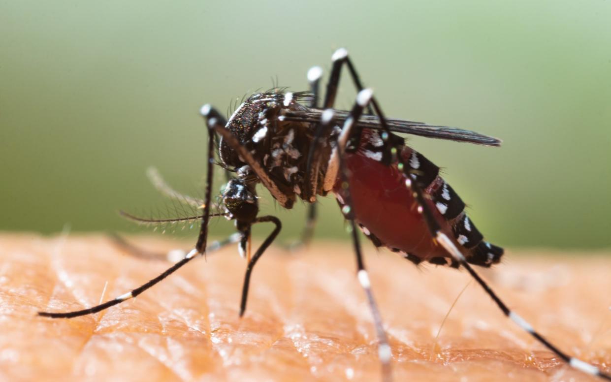 The Aedes albopictus mosquito is commonly called the Asian tiger mosquito because of its trademark black and white stripes