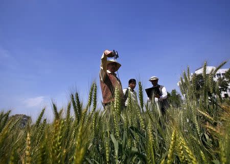 A scientific field assistant measures crop growth in a wheat field inside the campus of Indian Agricultural Research Institute (IARI) in New Delhi, March 20, 2015. REUTERS/Anindito Mukherjee