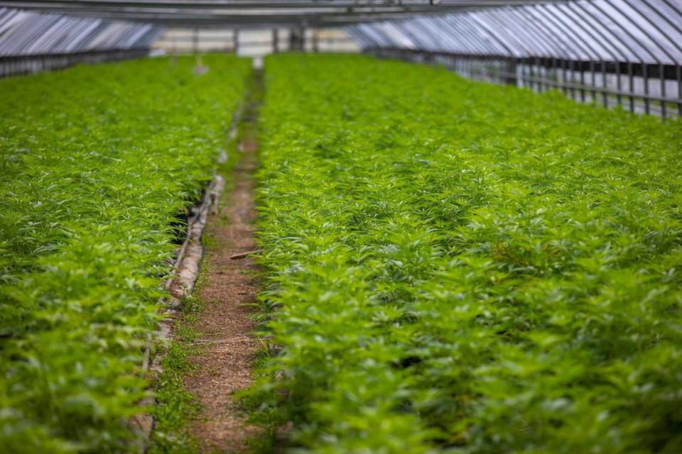 Hemp clones grow in a greenhouse in Owen County, Ky., on Friday, April 28, 2023.