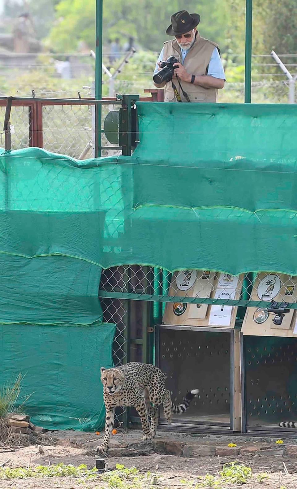 Indian Prime Minister Narendra Modi watching a cheetah after it was released in an enclosure at Kuno National Park, in the central Indian state of Madhya Pradesh, Saturday, Sept. 17, 2022.