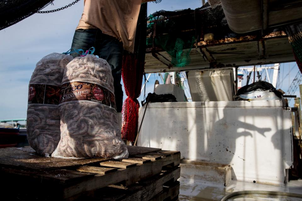 Sean Mynch tosses bags of shrimp on a conveyor belt while unloading at Trico Shrimp Company on Fort Myers Beach on Jan. 25, 2021, long before Ian ravaged the Fort Myers Beach shrimp docks.