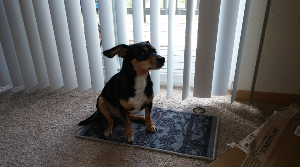 “Thought the dimensions were much larger. Least my dog can take a magic carpet ride.”