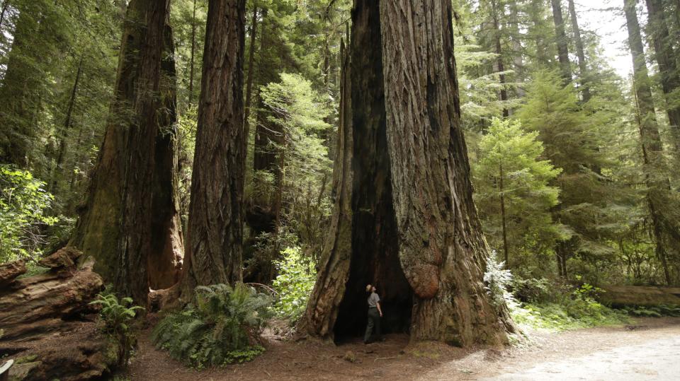 Redwood's trees are wonder to behold.