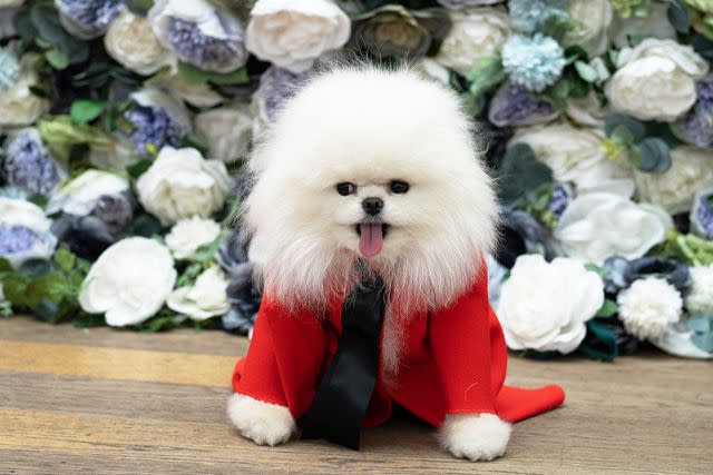<p>Angelina Gorbea</p> A dog in a suit made by Anthony Rubio