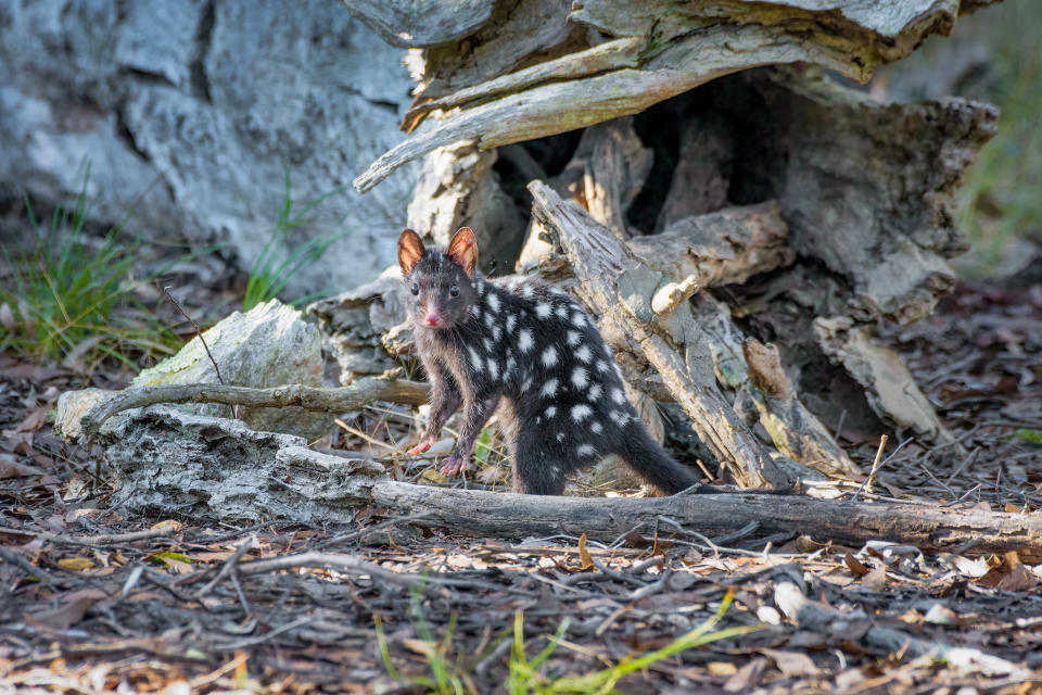 The eastern quoll at Mulligans Flat Nature Reserve in the distance.