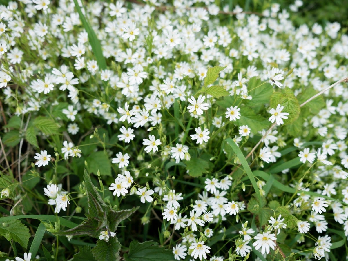 Chickweed can be seen all year round but is at its best in spring (Getty)