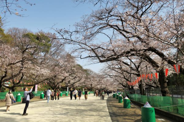 上野公園櫻花滿開宴會禁止冇遊客好舒服