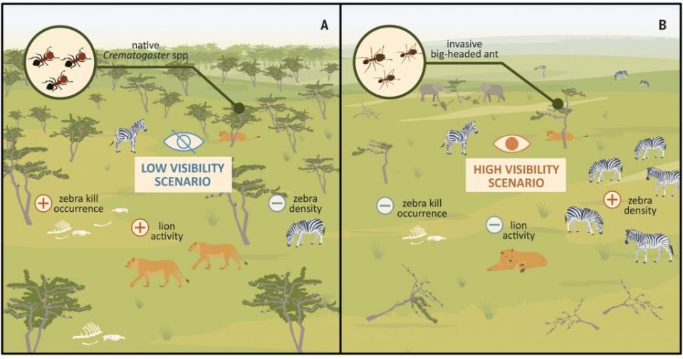 這張圖表描繪了兩種不同情境下的生態系統：A) 低能見度情境，顯示原生種的蟻類（Crematogaster spp.）保護金合歡樹，這樣綠色的樹木豐富的棲息地有助於獅子隱蔽並捕捉斑馬；B) 高能見度情境，入侵的大頭蟻（big-headed ant）破壞了樹木，導致棲息地開闊並且樹木稀少，這增加了獅子捕獵斑馬時的可視度，可能對獅子的捕獵行為造成影響。 图片中還顯示了斑馬的密度、獅子的活動範圍以及捕殺斑馬的發生次數，這些都是衡量這兩種情境對於獅子捕獵行為影響的關鍵因素。 （圖／《科學》）