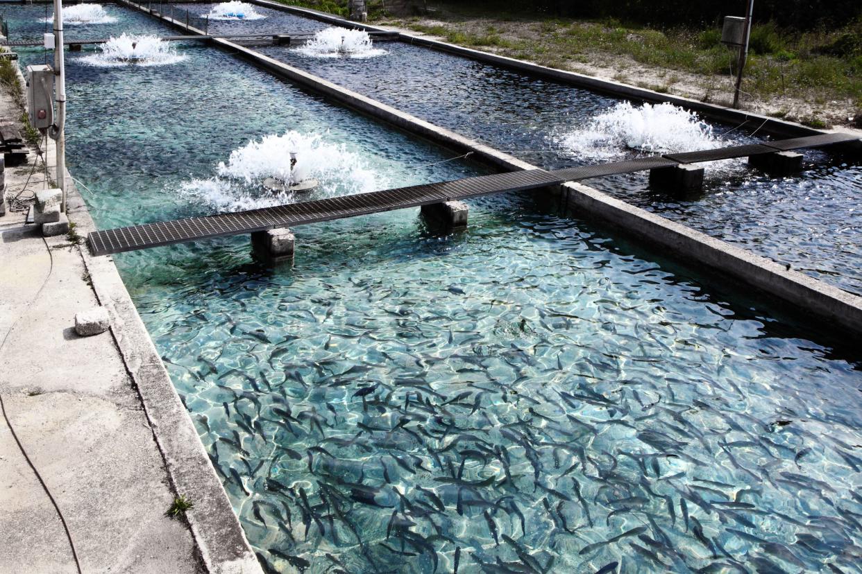 Fish farm in Abruzzo, Italy