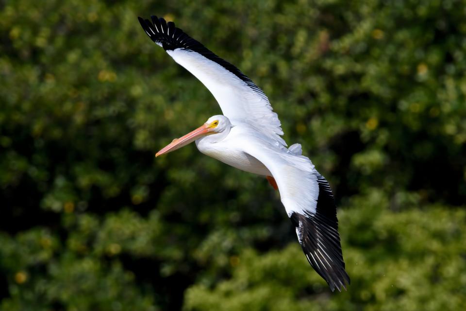 Pelican